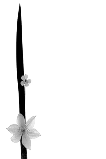 ikebana